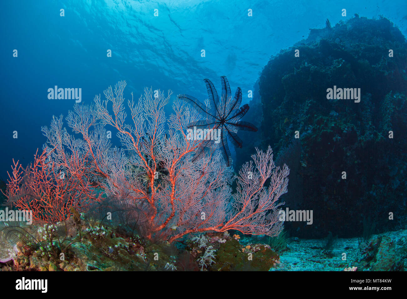 Seascape di featherstar su un luminoso seafan rosa corallo con coperte bommie in blu sullo sfondo dell'acqua. Southern Raja Ampat vicino Misool island, Indonesia. Foto Stock