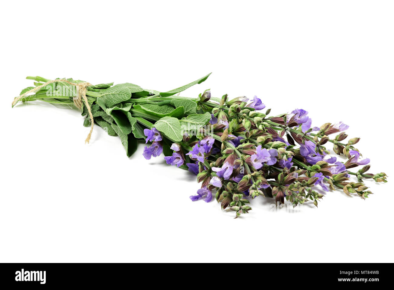 Mazzetto di salvia isolati su sfondo bianco Foto Stock