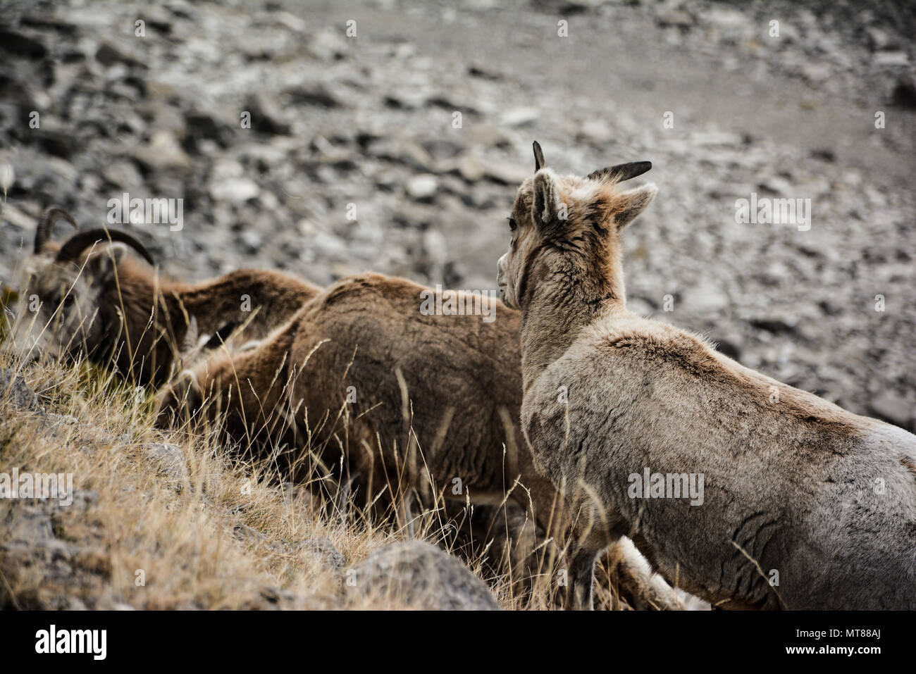 Tre delle capre di montagna il pascolo sul lato di una scogliera nelle Montagne Rocciose. Alberta, Canada. Foto Stock