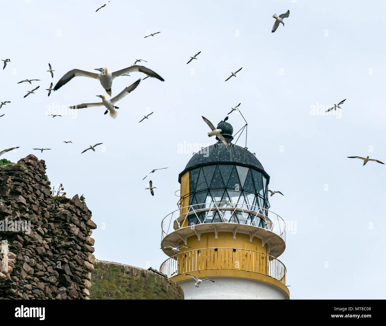 Le reti settentrionali, Morus faganus, volando intorno alla lanterna del faro, Bass Rock, East Lothian, Scozia, Regno Unito Foto Stock