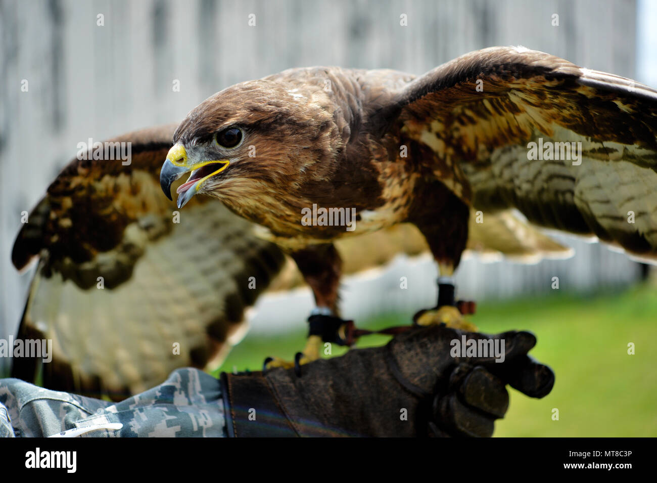 Il buzzardo comune (Buteo buteo) è un rapitore medio-grande originario dell'Europa e spesso utilizzato nei programmi di gestione della falconeria e della fauna selvatica. Il 7 luglio alla Royal Air Force Lakenheath, in Inghilterra, un uccello addestrato identificato come C130 ha partecipato ad una dimostrazione di deterrenza della Loomacres Wildlife a supporto del 48th Fighter Wing. L'immagine di archivio registra la visualizzazione a diffusione alare utilizzata per il controllo degli uccelli del campo di aviazione. Foto Stock