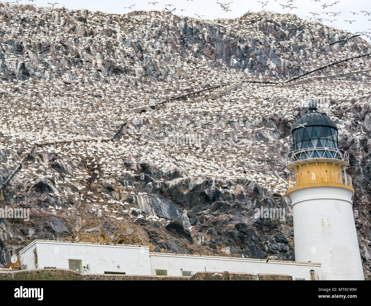 Massa di reti settentrionali nidificanti, Morus bassanus, faro di Bass Rock, Scozia, Regno Unito Foto Stock