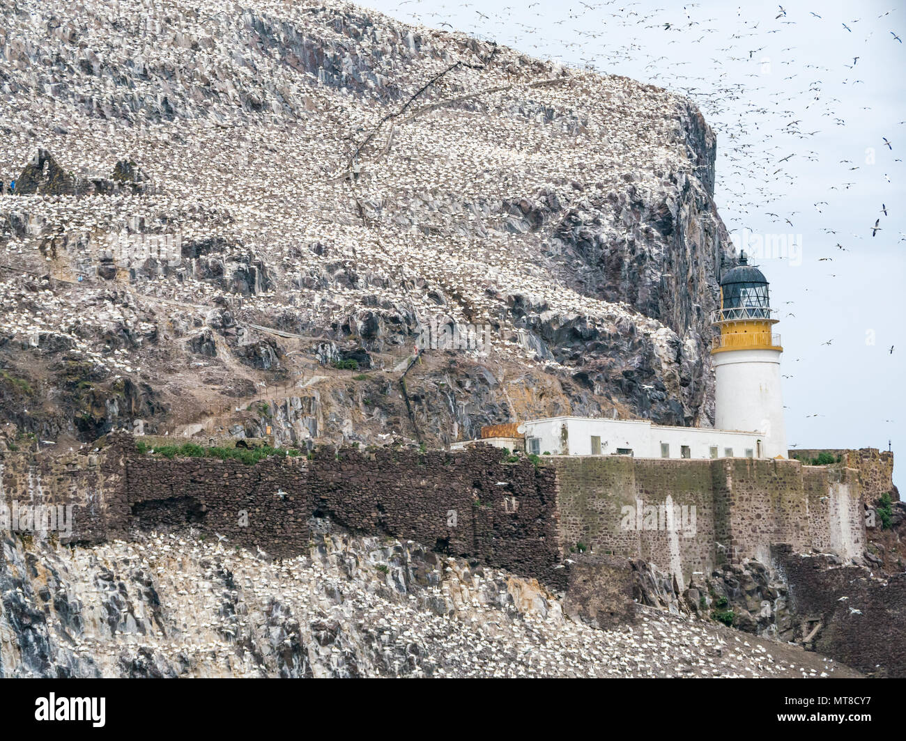 Massa di reti settentrionali nidificanti, Morus bassanus, faro di Bass Rock, Scozia, Regno Unito Foto Stock