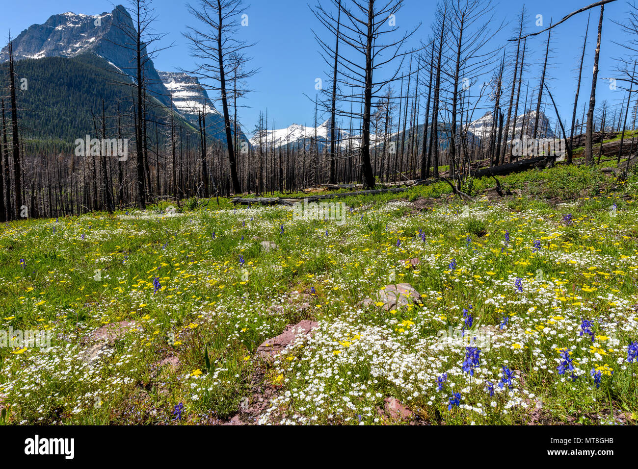 Prato di fiori selvaggi - un prato di fiori selvaggi in Burnt Pine Forest nel Parco Nazionale di Glacier, Montana, USA. Foto Stock