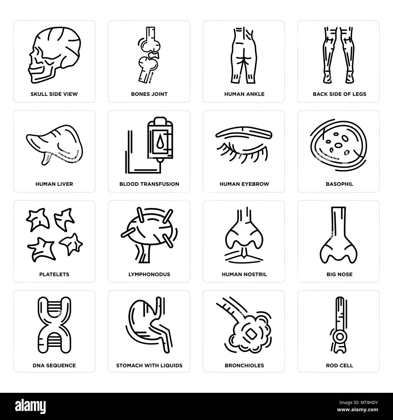 Set di 16 semplici icone modificabile come cella di asta, bronchioli, dello stomaco con liquidi, sequenza di DNA, Big Nose, cranio vista laterale, il fegato umano, piastrine, Illustrazione Vettoriale
