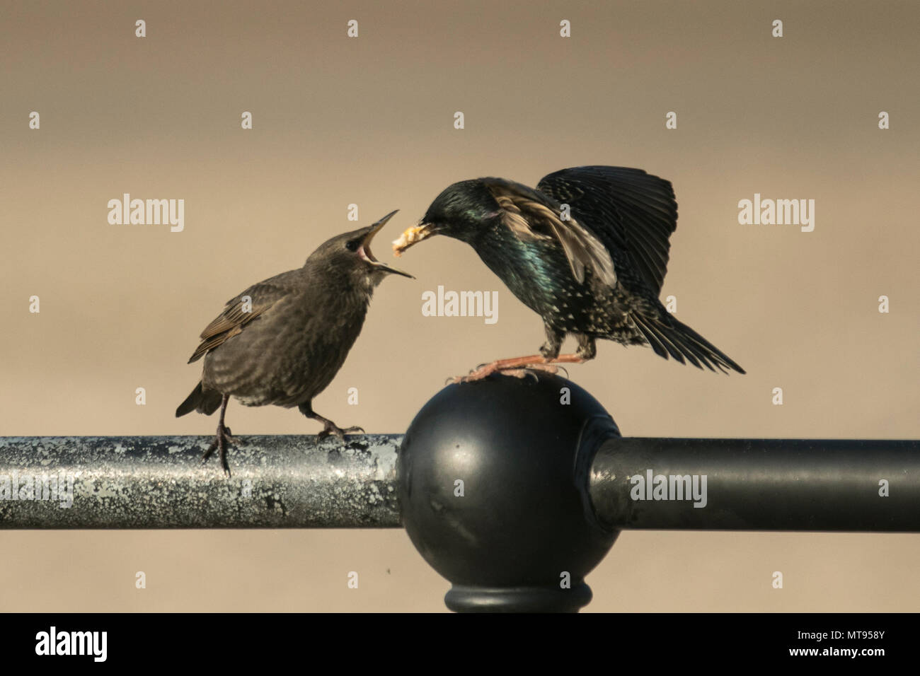 Gli starlings che alimentano il pulcino con il cibo scartato a Crosby, Liverpool. Maggio, 2018. Gli starlings sono onnivori ma sono vicini ad essere insettivores e richiedono le quantità alte di proteina animale. Giovani che muoiono di fame in natura sono alimentati quasi una dieta totale di insetti (alimento solido) dai loro genitori, Foto Stock