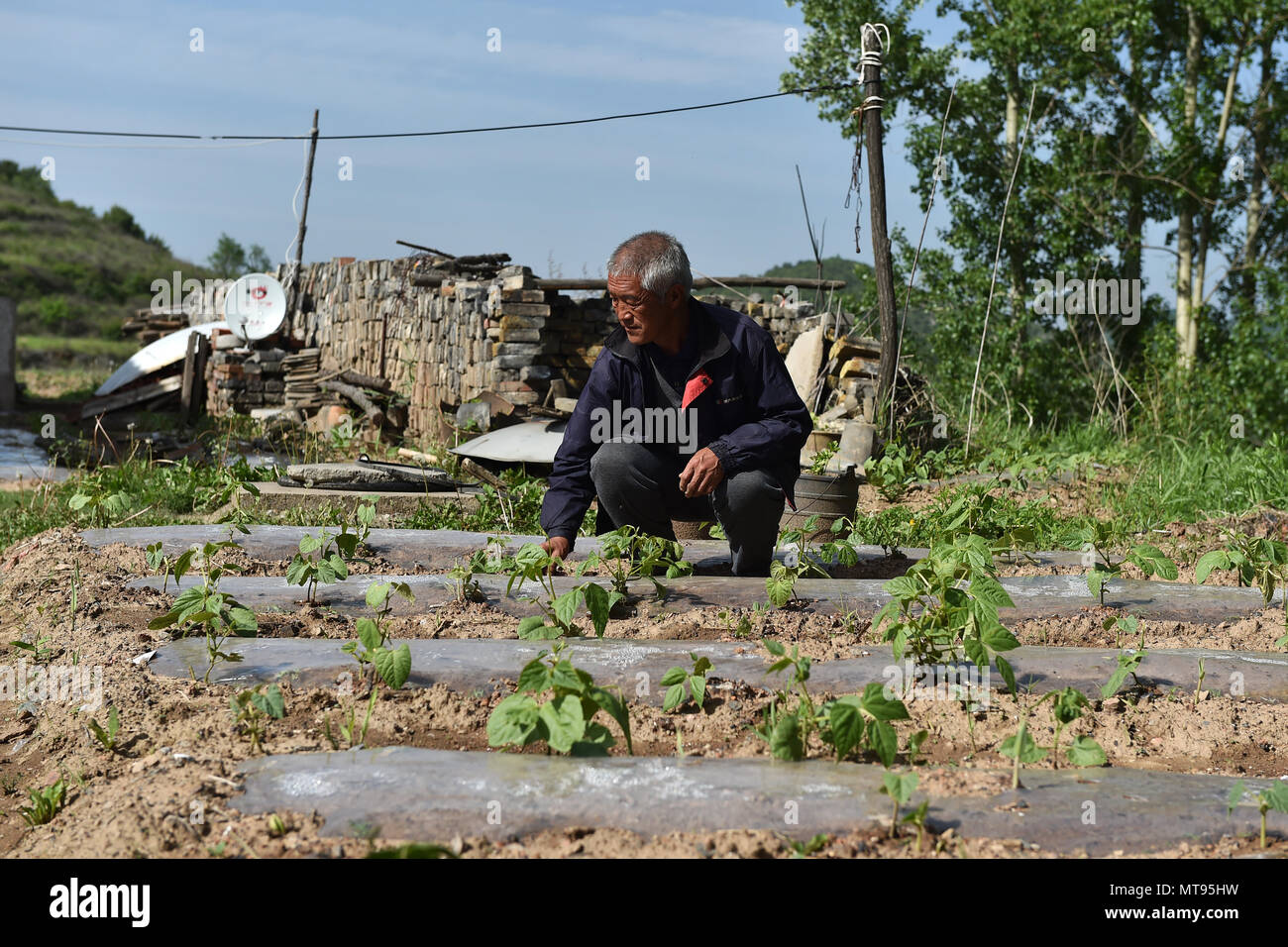 (180529) -- HUGUAN, 29 maggio 2018 (Xinhua) -- abitante Niu Fusheng tende a colture Zhaohechi nel villaggio di Shuzhang township di Huguan County, a nord della Cina di nella provincia di Shanxi, 23 maggio 2018. Situato nel profondo di Taihang Mountain, il Villaggio Zhaohechi ha 53 gli abitanti dei villaggi che hanno subito una grave penuria di acqua per anni. Precipitazioni naturali è stata per lungo tempo la sola fonte di acqua potabile e acqua di allevamento. La svolta si ebbe nel 2017, quando il Consiglio di Contea Huguan ha deciso di dare una mano trasferendo 184 abitanti di un villaggio di Zhaohechi e altri tre villaggi a Shuzhan Township, che promette un molto Foto Stock