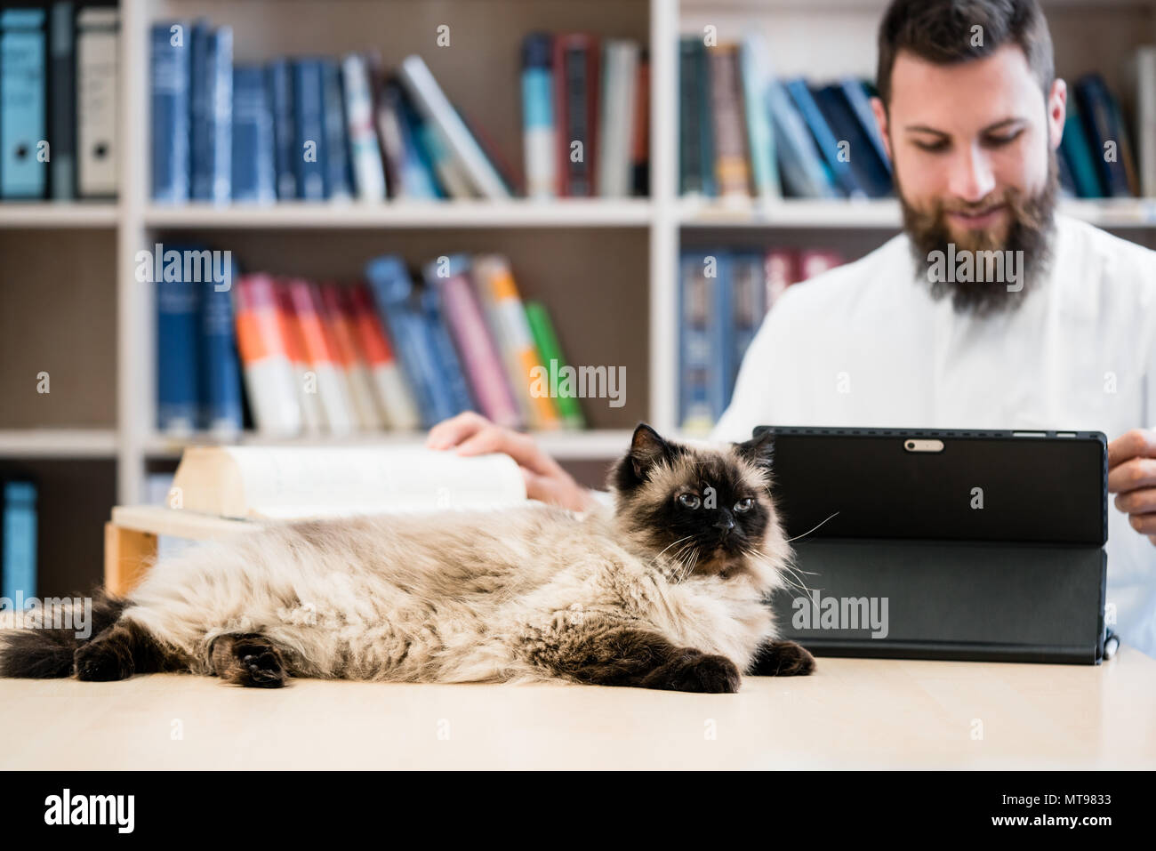 Medico Veterinario con cat per la ricerca di informazioni mediche Foto Stock