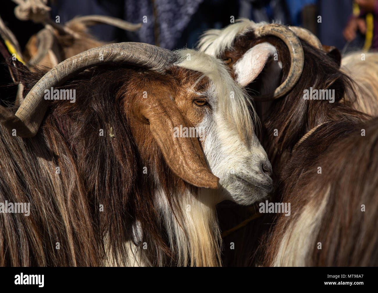 Caprini per la vendita nel mercato del bestiame, Ad Dakhiliyah Regione, Nizwa, Oman Foto Stock