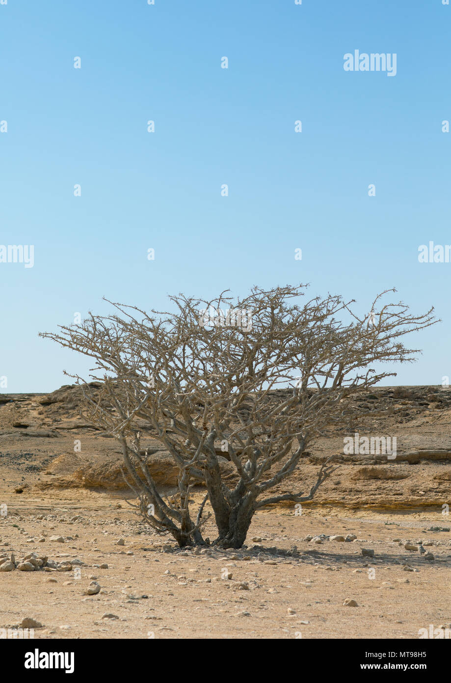 Incenso tree, Dhofar Governatorato, Wadi Dokah, Oman Foto Stock