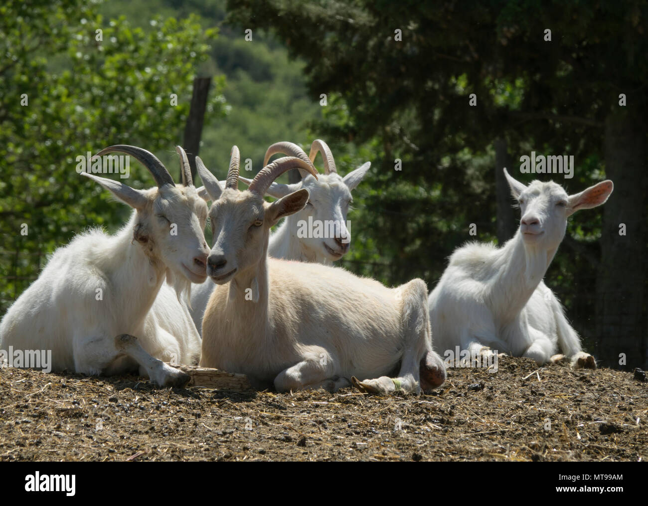 Gruppo di bianco capre presso l'azienda Foto Stock