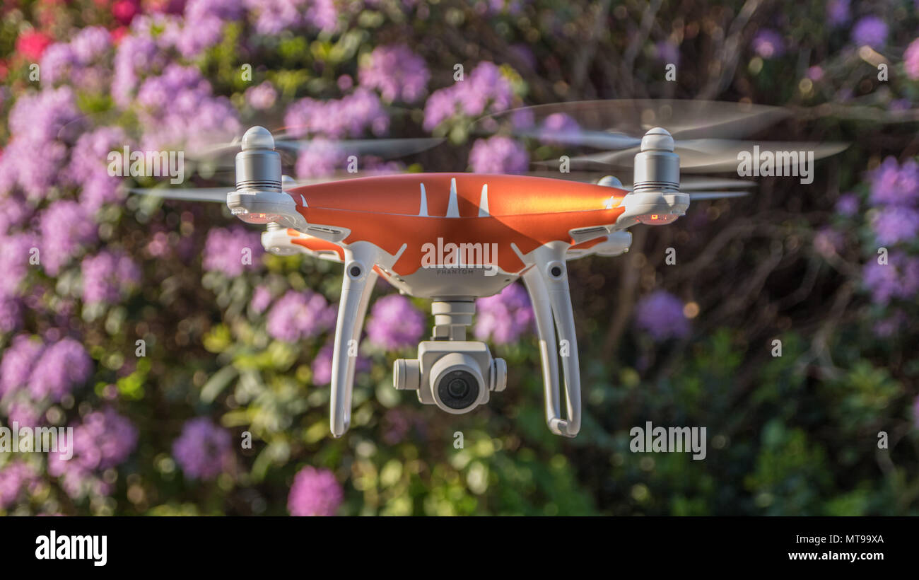 DJI Phantom 4 Advanced Drone personalizzate, passando di fronte a cespugli fioriti. Liverpool, in Inghilterra, Regno Unito Foto Stock