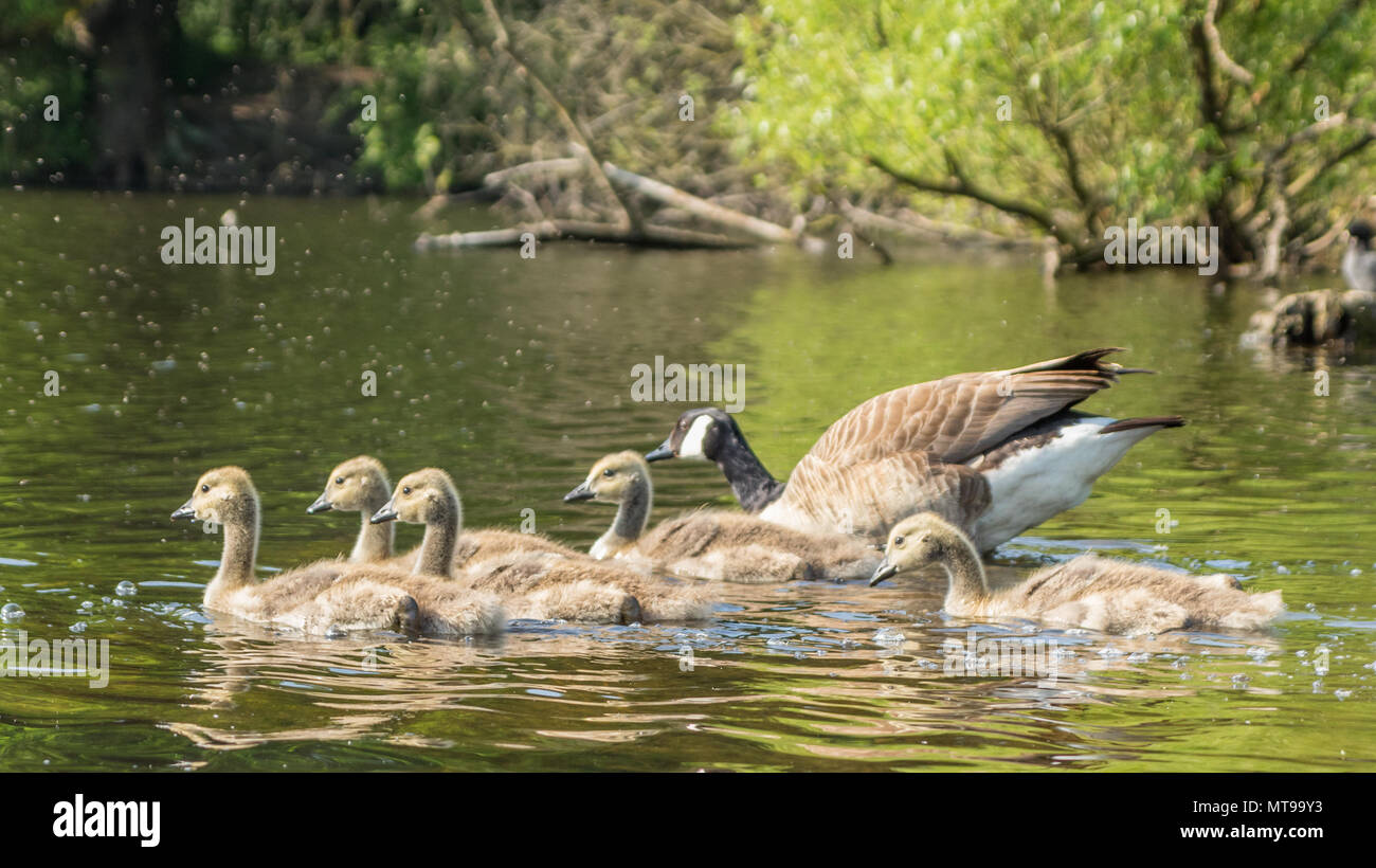 Un branco di goslings e Mamma Goose galleggiante nel lago. Whiston, England, Regno Unito Foto Stock