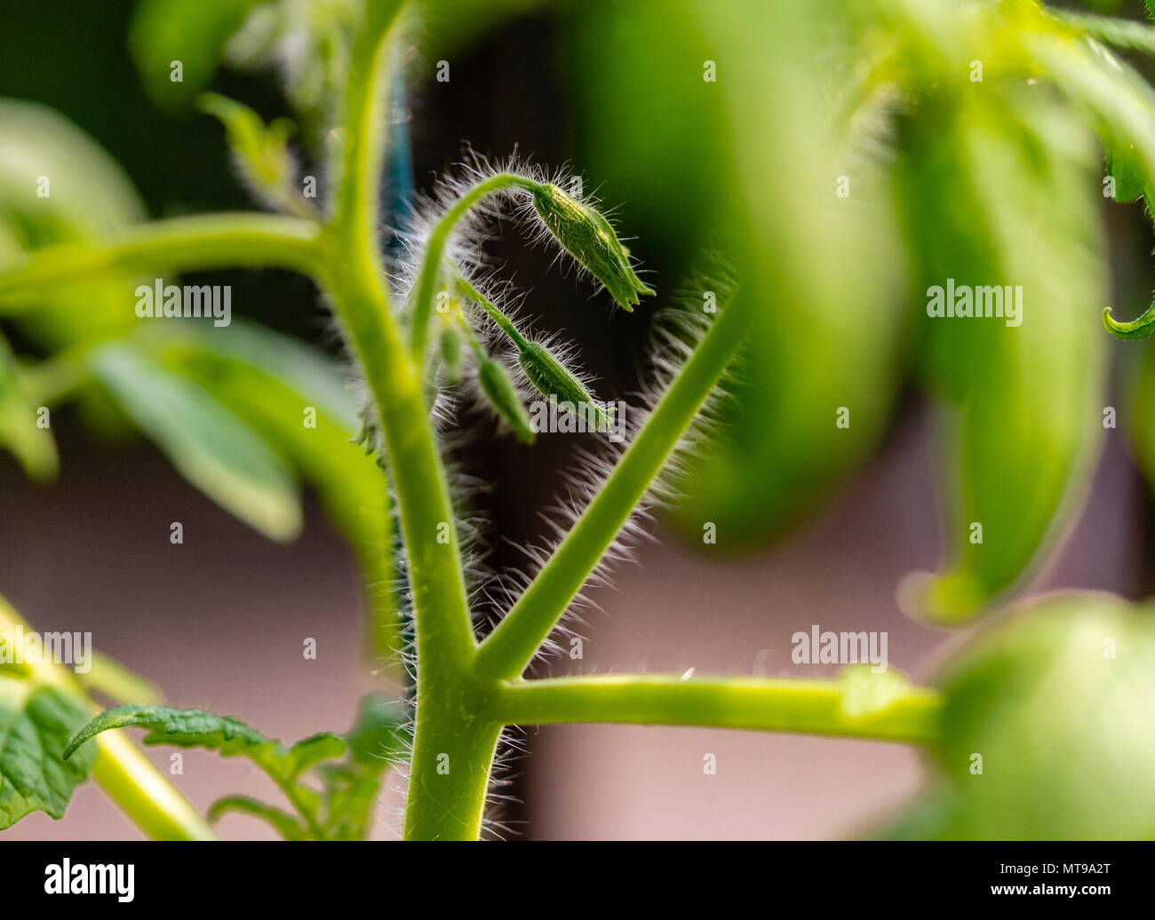 Primo piano (macro shot) di una pianta di pomodoro gambo chiuso con boccioli di fiori Foto Stock