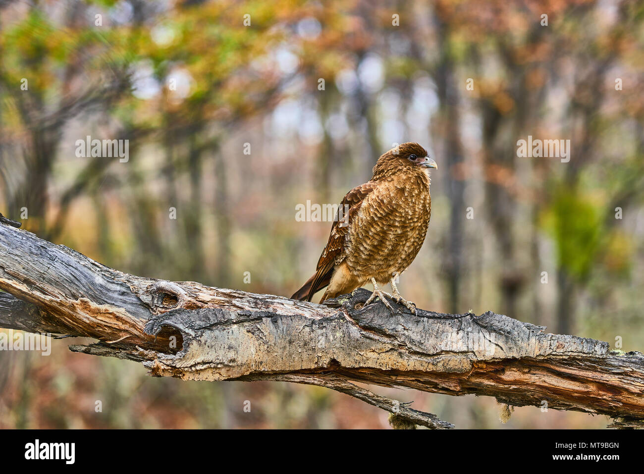 Caracara seduto su un albero in Tierra del Fuego National Park. Patagonia Argentina in autunno Foto Stock