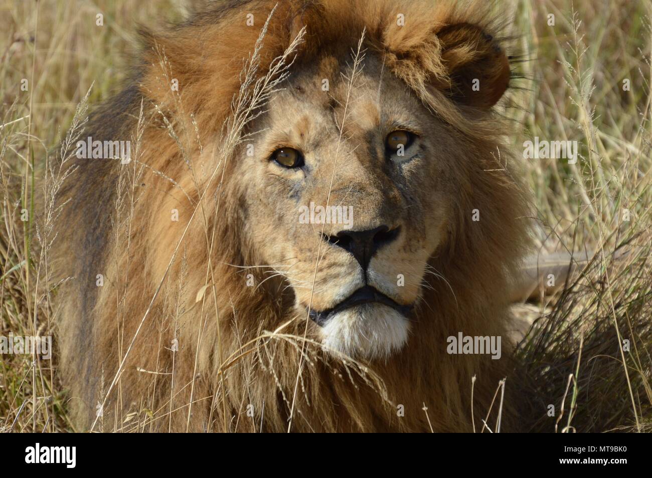 Maschio di leone con piena mane guarda la fotocamera Foto Stock