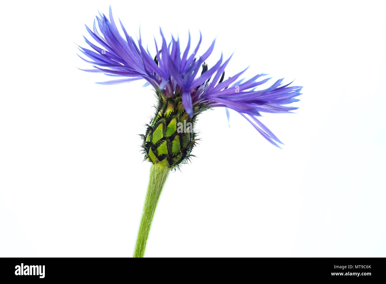 Wildflower Foto Stock