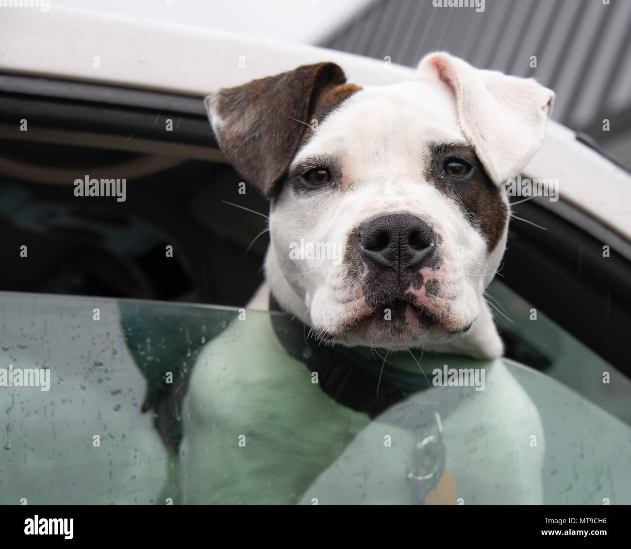 Un aggressivo l'American Pit Bull Terrier proteso al di fuori della finestra di un carrello di prelievo in un parcheggio Foto Stock