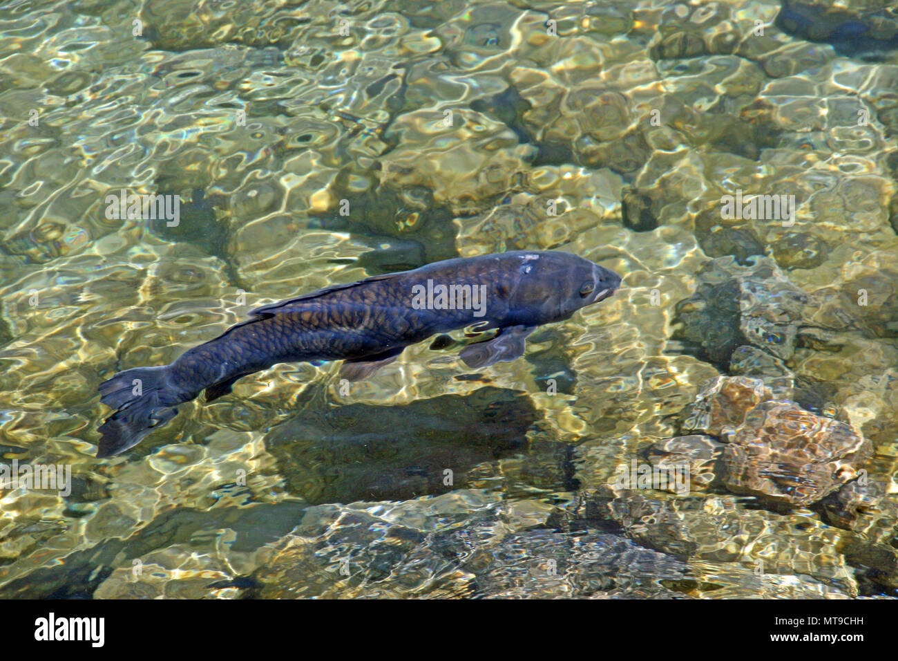 Crystal Clear fiume carpe grandi pesci Arizona Nevada Foto Stock