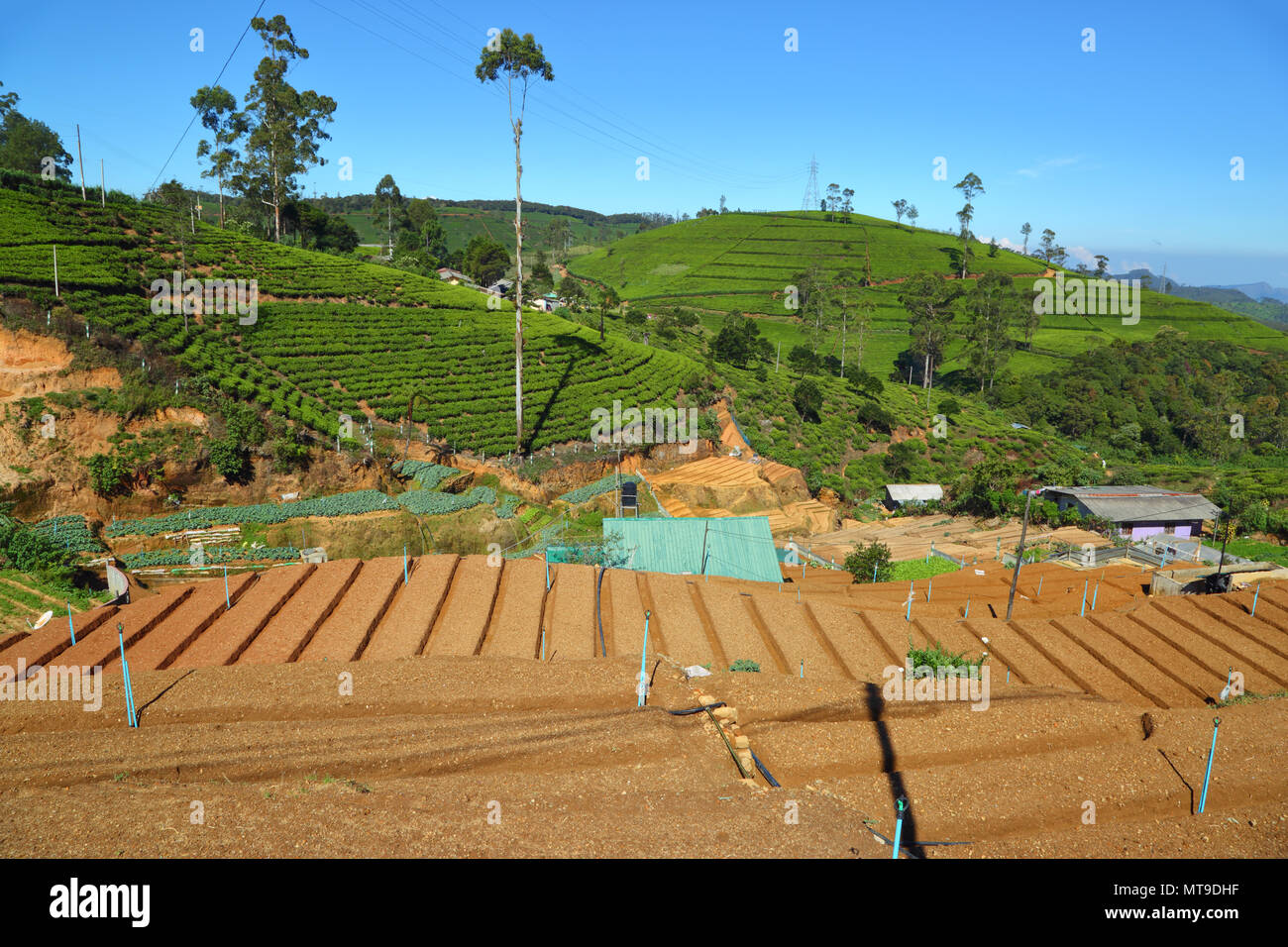 Letti orto e la piantagione di tè in Sri Lanka Foto Stock
