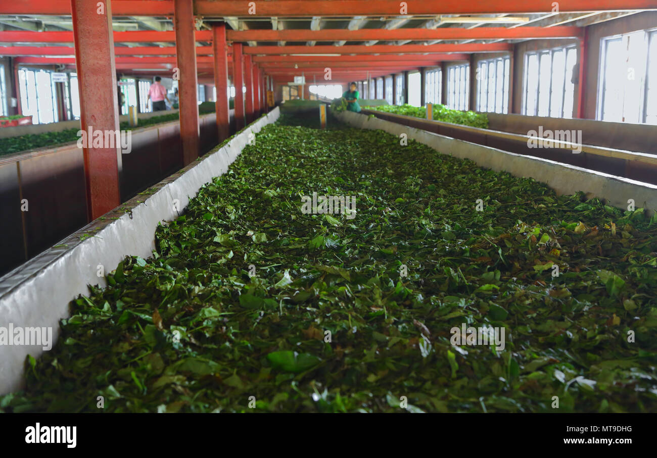La fermentazione delle foglie di tè Foto Stock