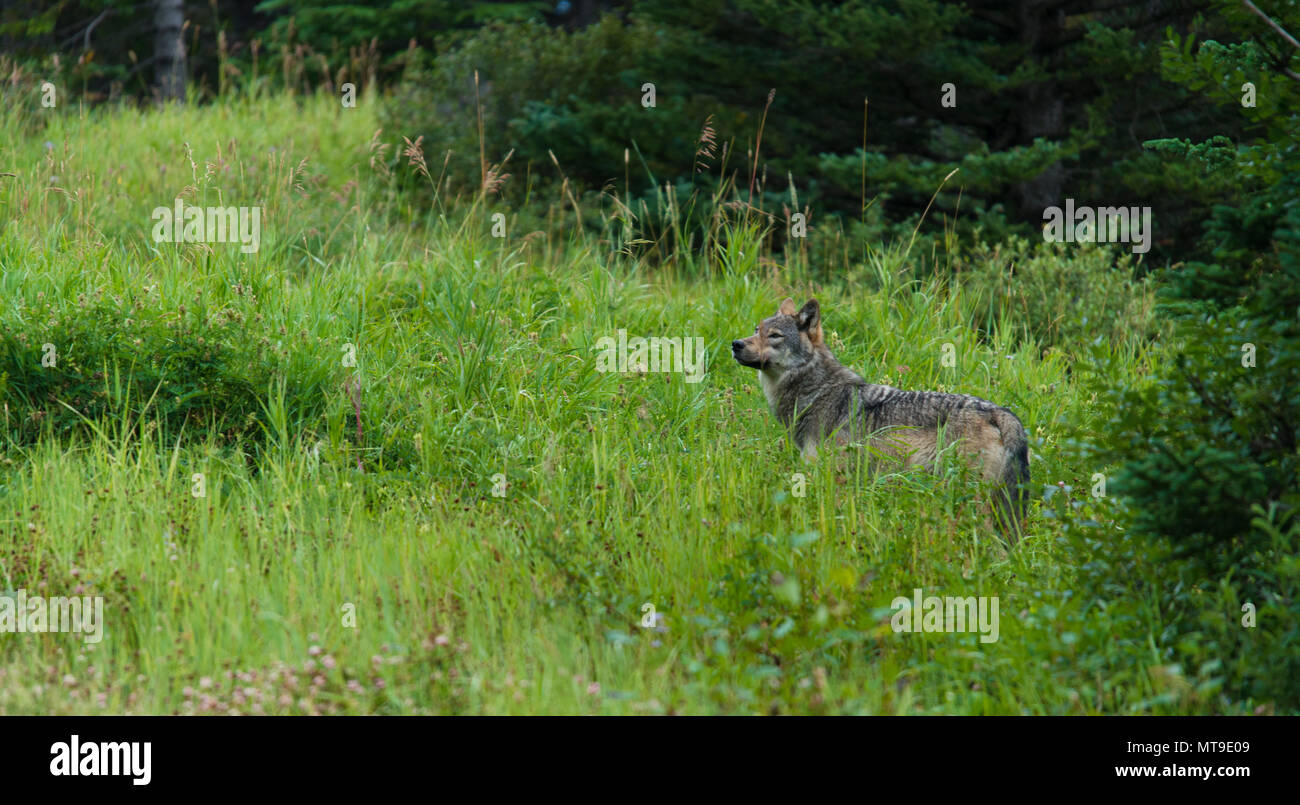 Splendida canadese solitario Lupo grigio lo sniffing l'aria nella foresta. Bella wild wolf in erba. Foto Stock