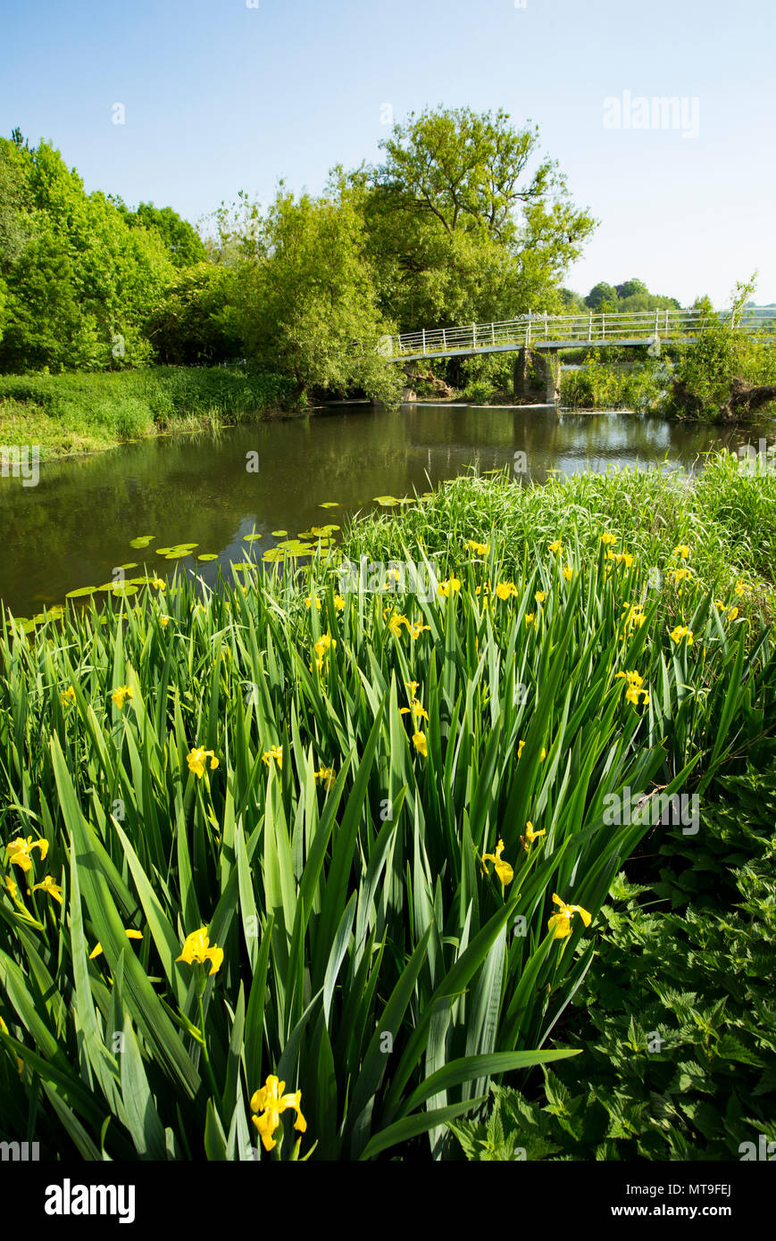 Iris gialla, Iris pseudacorus, noto anche come bandiera gialla, crescono sulle rive del Dorset Stour fiume vicino a Ponte Colber, visto in background, t Foto Stock