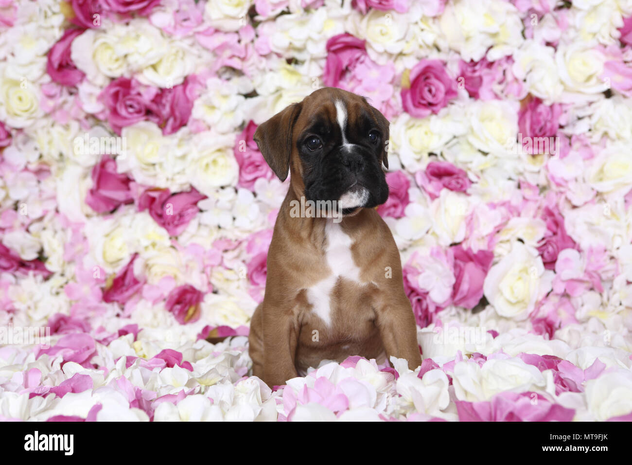 Boxer tedesche. Cucciolo (7 settimane di età) seduto tra rose fiori. Studio Immagine. Germania Foto Stock