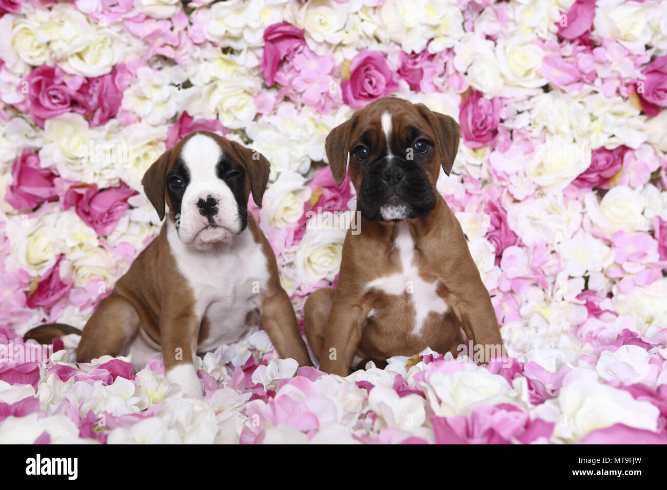 Boxer tedesche. Due cuccioli (7 settimane di età) seduto tra rose fiori. Studio Immagine. Germania Foto Stock