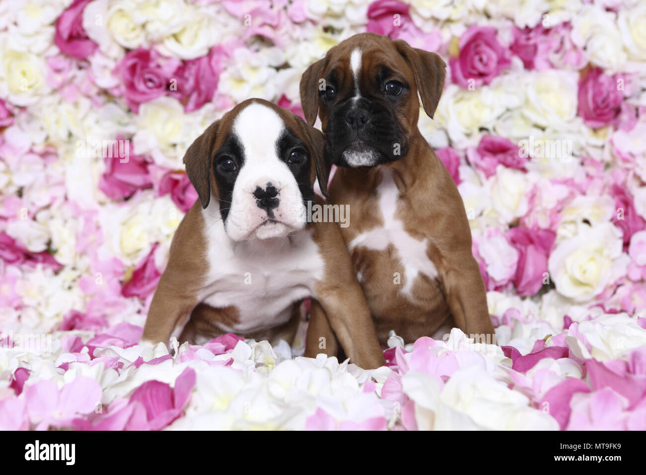 Boxer tedesche. Due cuccioli (7 settimane di età) seduto tra rose fiori. Studio Immagine. Germania Foto Stock
