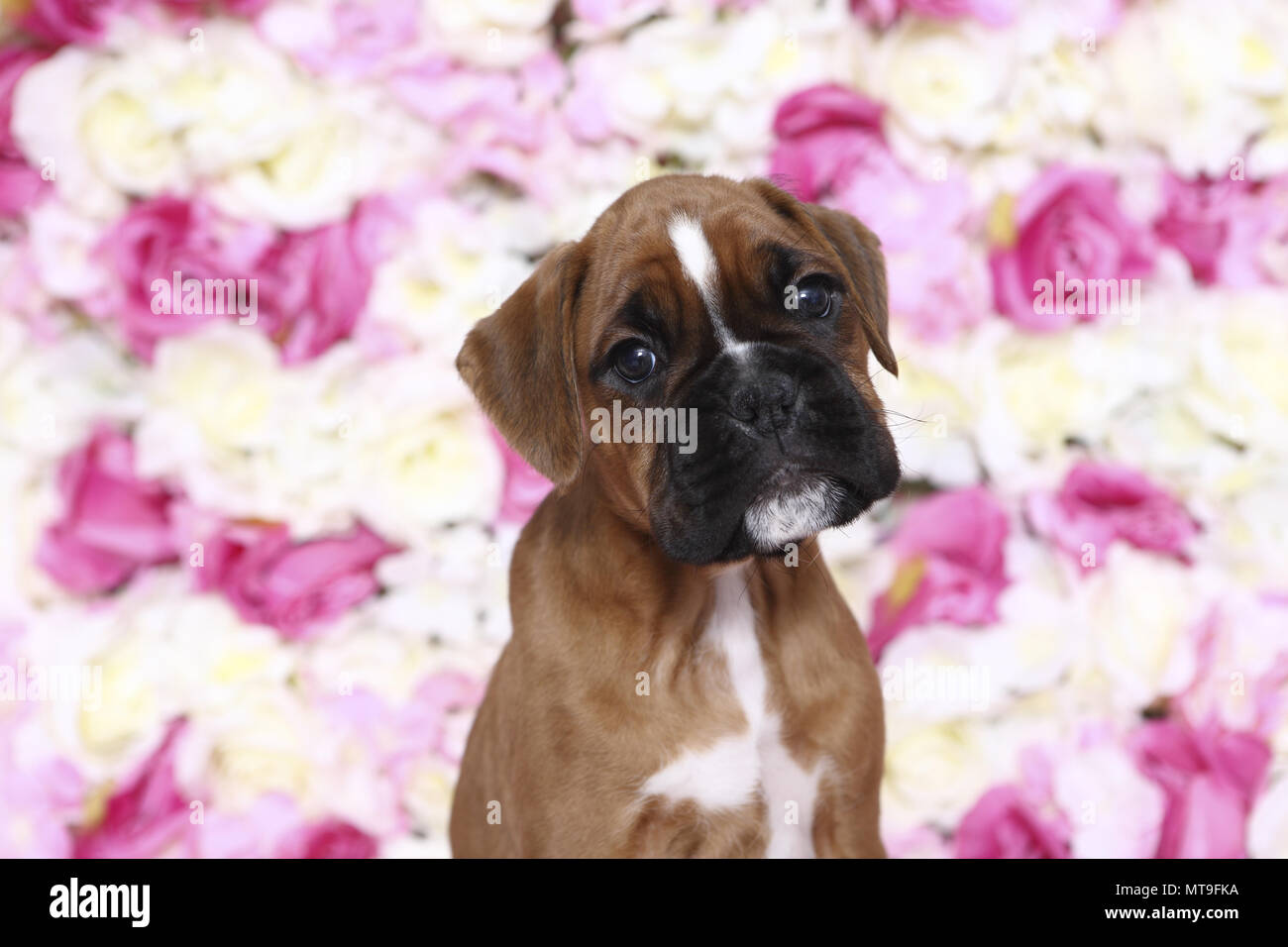 Boxer tedesche. Cucciolo (7 settimane di età) seduto tra rose fiori, ritratto. Studio Immagine. Germania Foto Stock