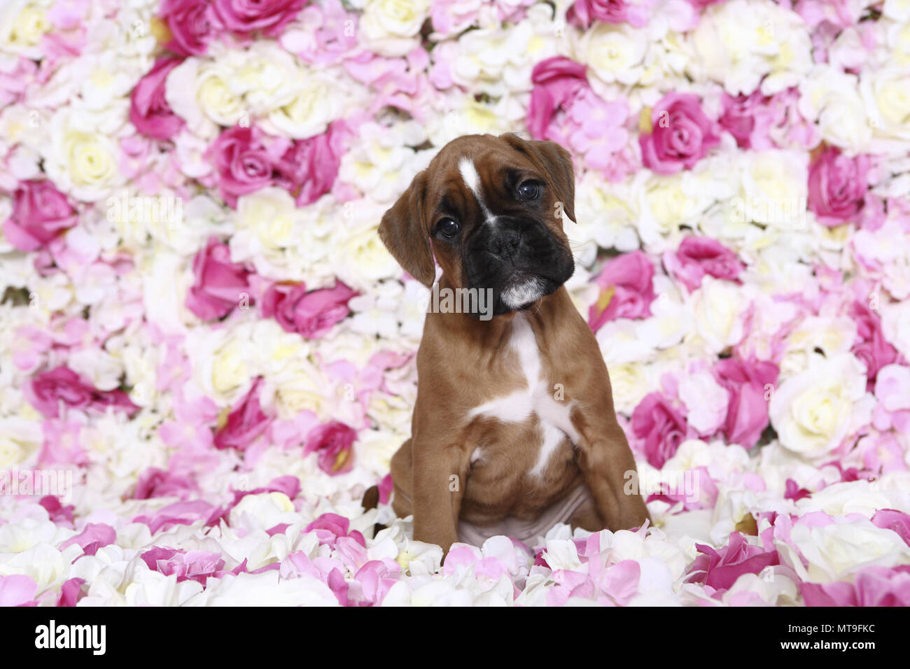 Boxer tedesche. Cucciolo (7 settimane di età) seduto tra rose fiori. Studio Immagine. Germania Foto Stock