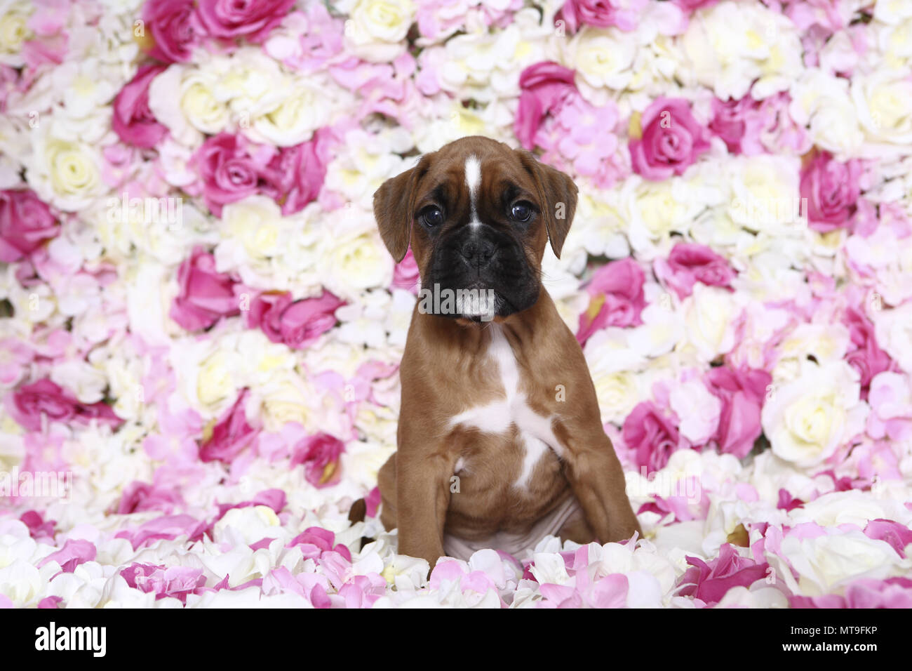 Boxer tedesche. Cucciolo (7 settimane di età) seduto tra rose fiori. Studio Immagine. Germania Foto Stock