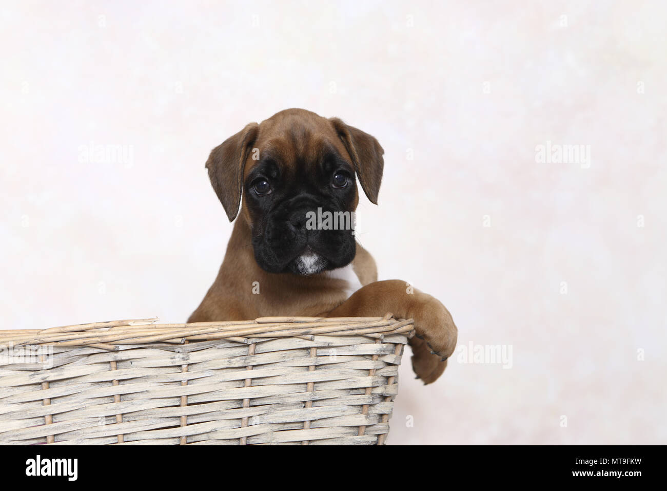 Boxer tedesche. Cucciolo (7 settimane di età) in un cestello. Studio Immagine. Germania Foto Stock