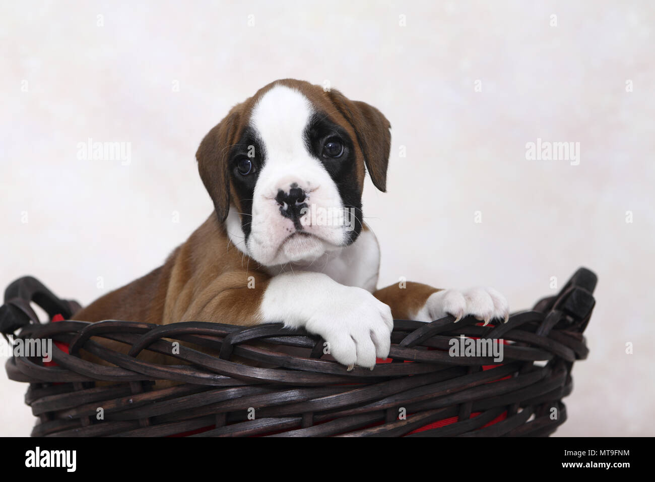 Boxer tedesche. Cucciolo (7 settimane di età) in un cestello. Studio Immagine. Germania Foto Stock