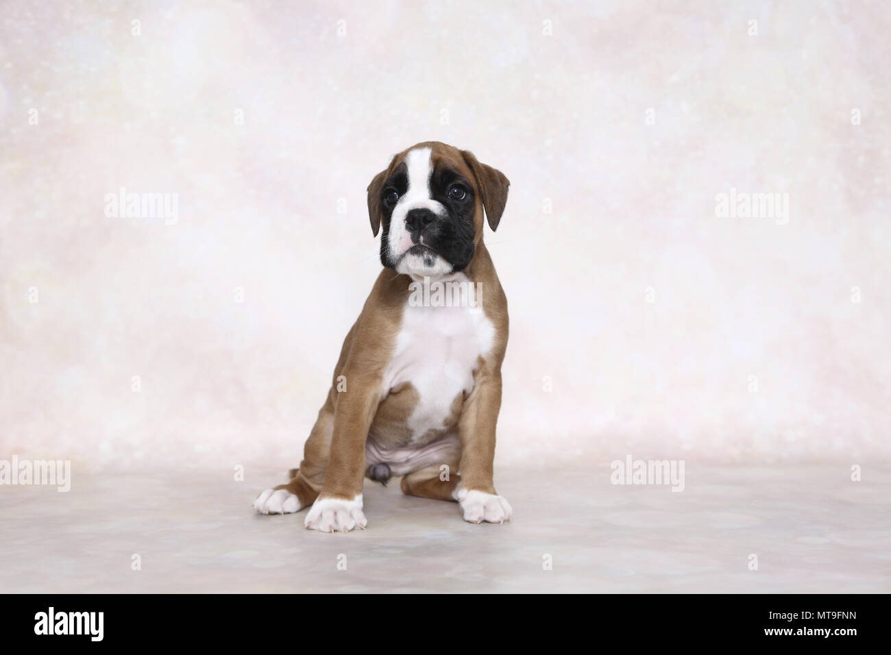 Boxer tedesche. Cucciolo (7 settimane di età) seduta. Studio Immagine. Germania Foto Stock