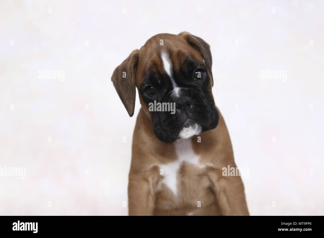 Boxer tedesche. Ritratto di un cucciolo (7 settimane di età). Studio Immagine. Germania Foto Stock
