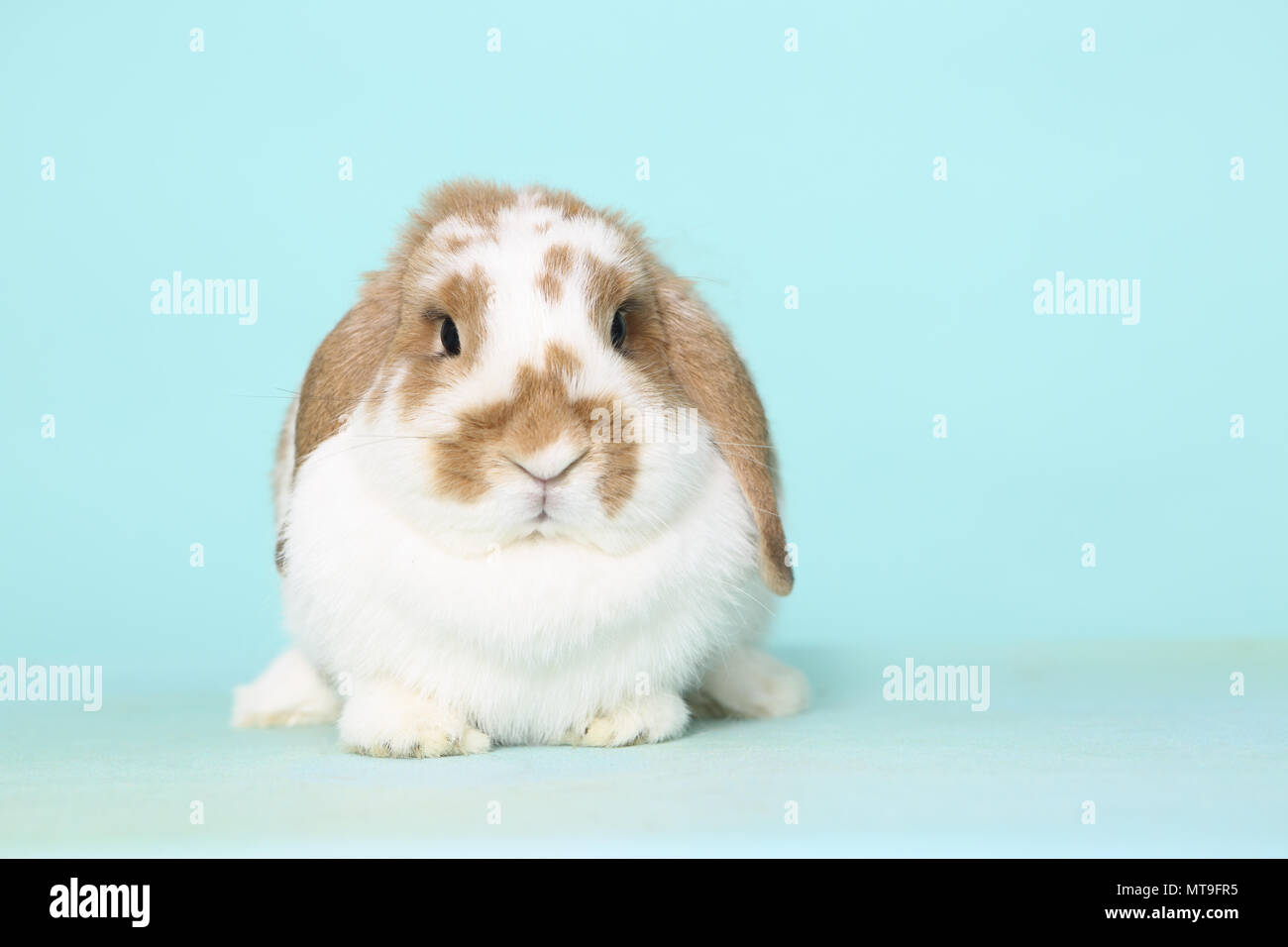Dwarf Lop-eared Rabbit seduta, come si vede in testa-a. Studio Immagine contro un fondo azzurro Foto Stock