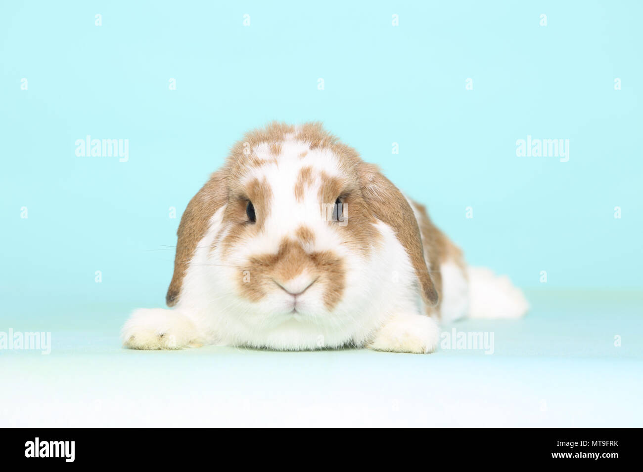Dwarf Lop-eared Rabbit giacente, visto testa-a. Studio Immagine contro un fondo azzurro Foto Stock
