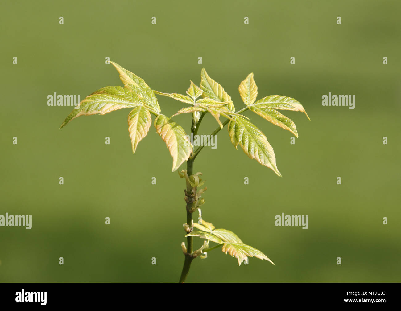 Box Elder (Acer negundo variegatum). Ramoscello con foglie fresche, cultivar con bianco crema margini di foglia. Germania Foto Stock