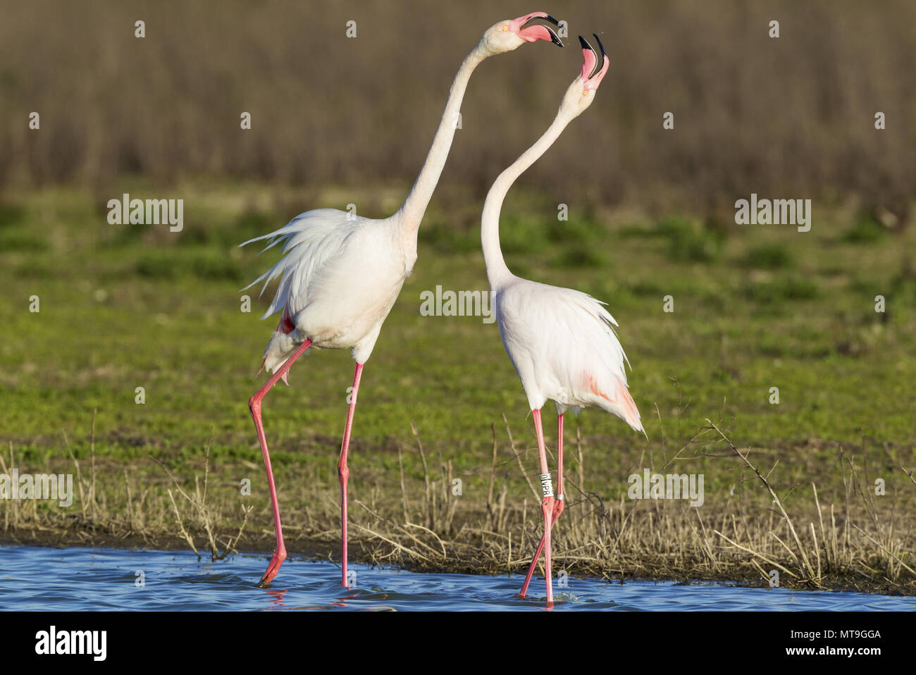 Fenicottero maggiore (Phoenicopterus roseus). Battibecco tra due uccelli a La Laguna de Fuente de Piedra vicino alla città di Antequera. Questo è il più grande lago naturale in Andalusia e in Europa è solo la navigazione terreno fertile per questa specie. Provincia di Malaga, Andalusia, Spagna. Foto Stock