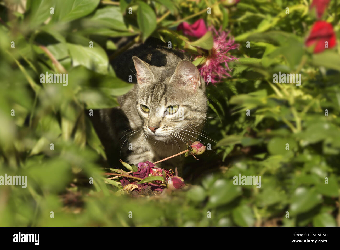 Il gatto domestico. Tabby capretti stalking in un giardino. Germania Foto Stock