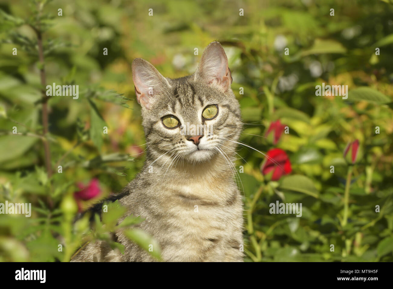 Il gatto domestico. Tabby bambino seduto tra le rose in un giardino. Germania Foto Stock