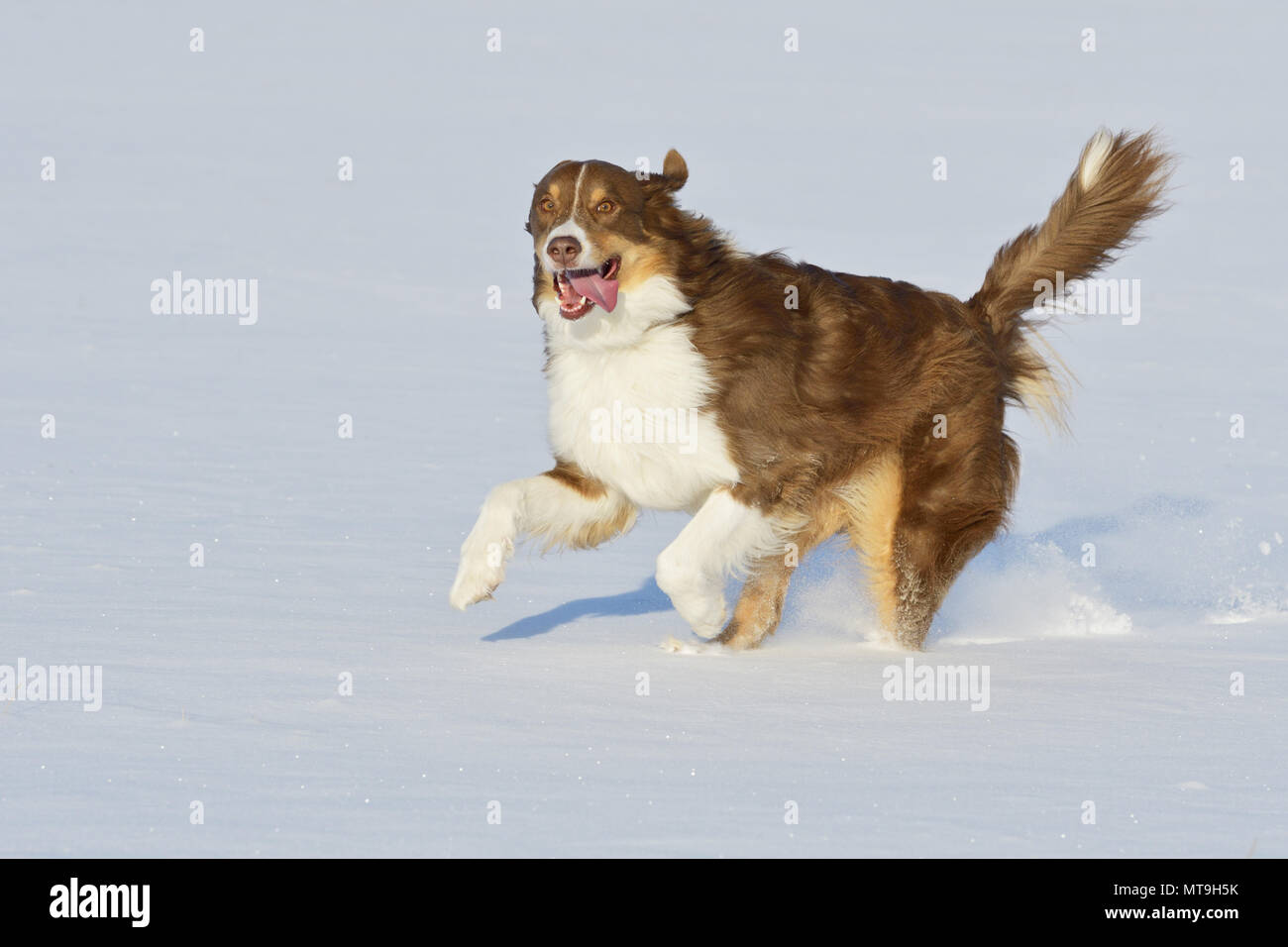 Pastore australiano. Cane adulto in esecuzione nella neve. Germania Foto Stock
