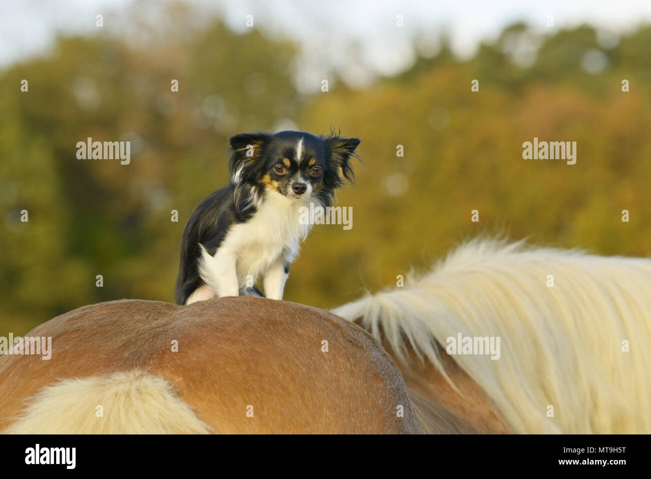 Chihuahua. Cane adulto seduto sul dorso di un Cavallo di Razza Haflinger. Germania Foto Stock