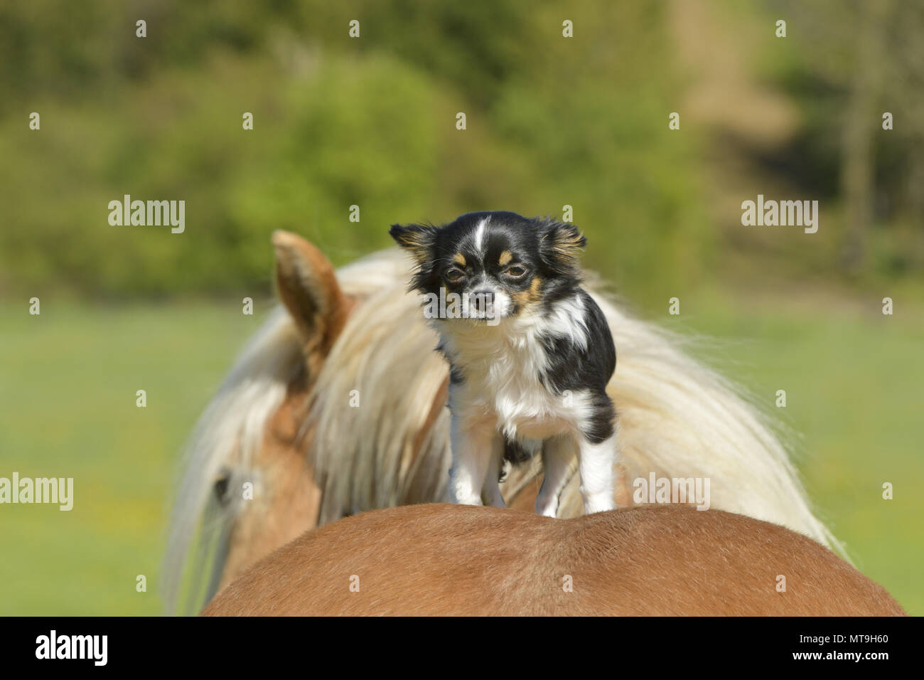 Chihuahua. Cane adulto in piedi sul dorso di un Cavallo di Razza Haflinger. Germania Foto Stock