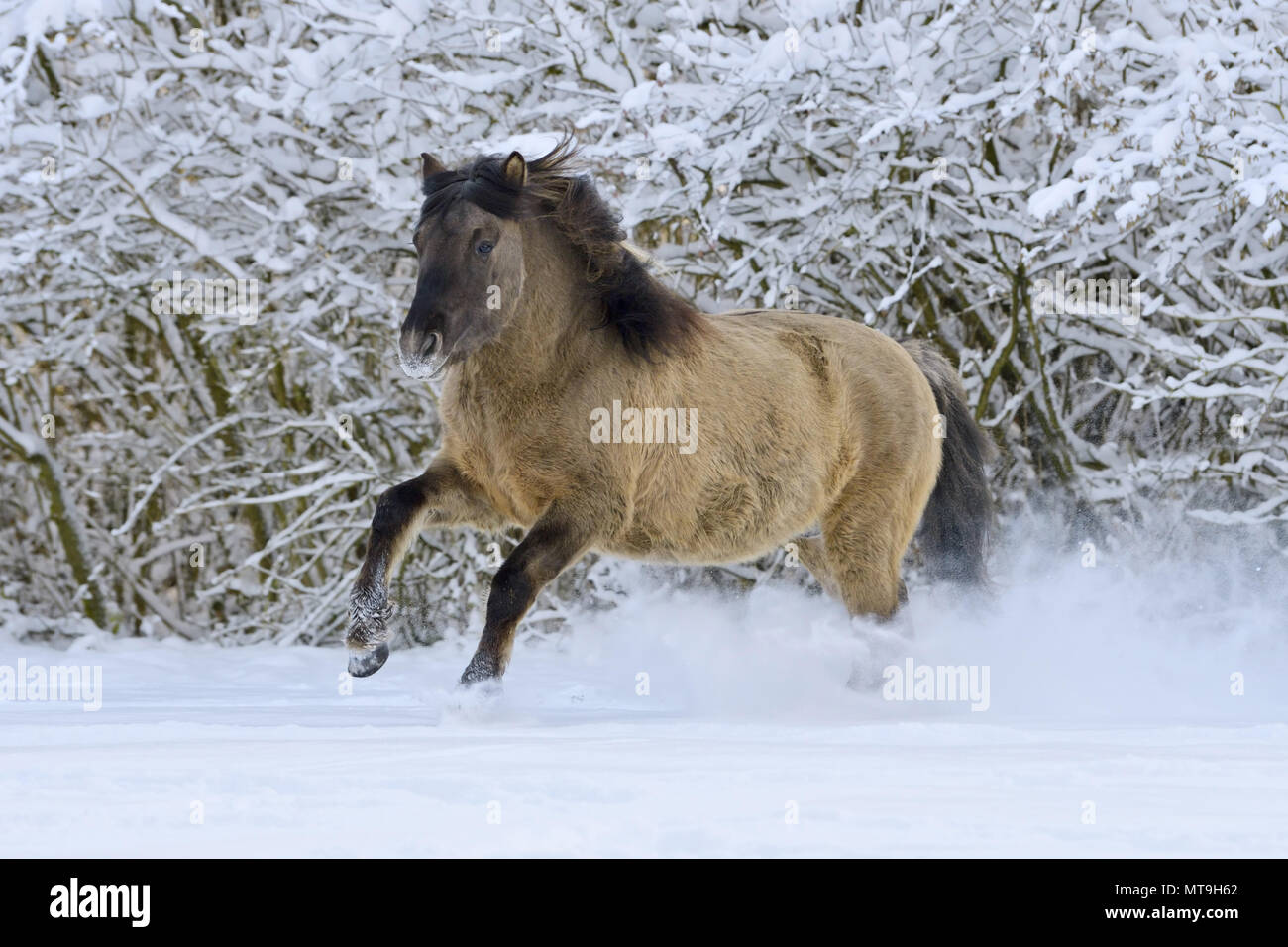 Konik pony al galoppo in neve. Germania Foto Stock
