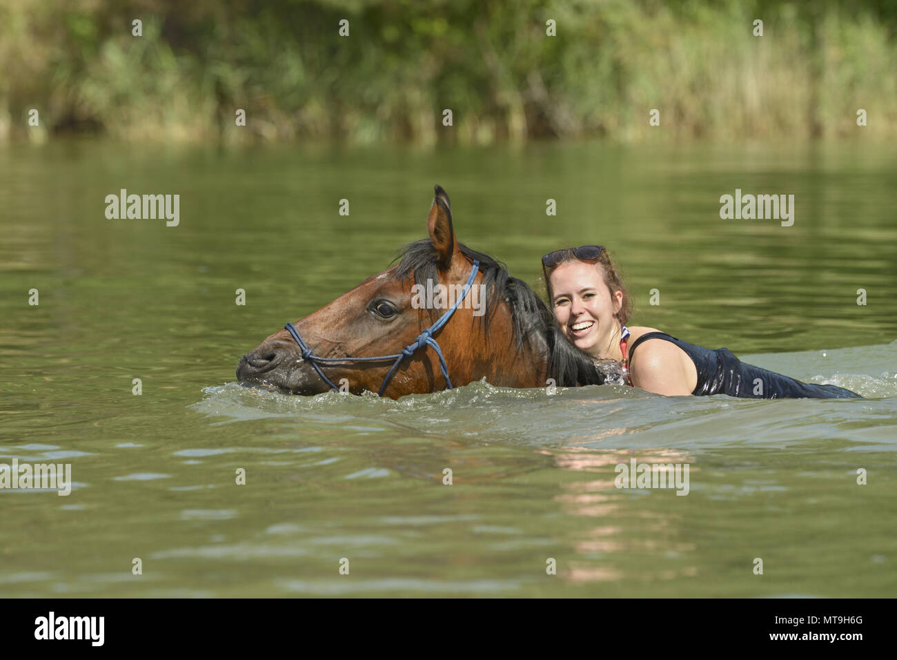 Hanoverian cavallo. Giovane donna nuoto insieme con il suo mare. Germania Foto Stock