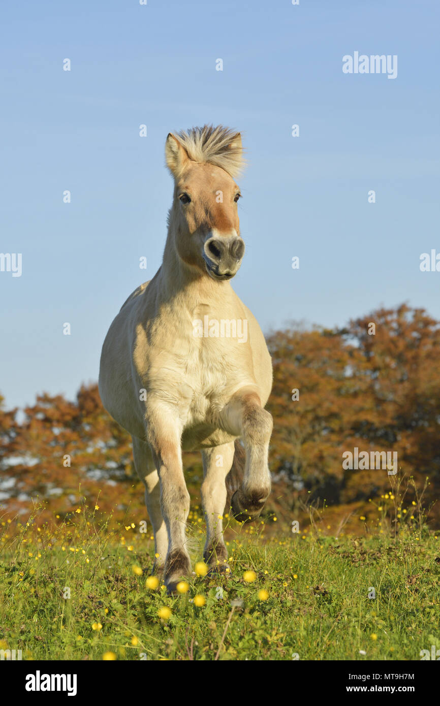 Fiordo norvegese cavallo. Dun adulto al galoppo su un pascolo in autunno, Germania Foto Stock