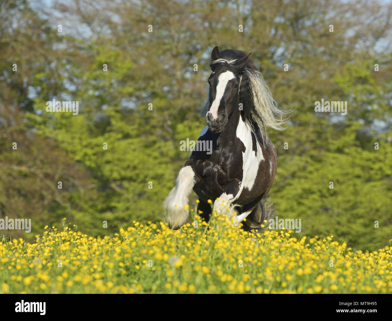 Tinker, Gypsy Cob. Pezzati cavallo al galoppo in un prato fiorito. Germania Foto Stock